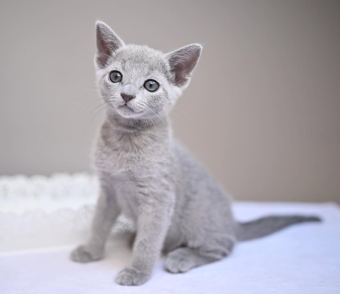 Luna - Russian Blue Kitten